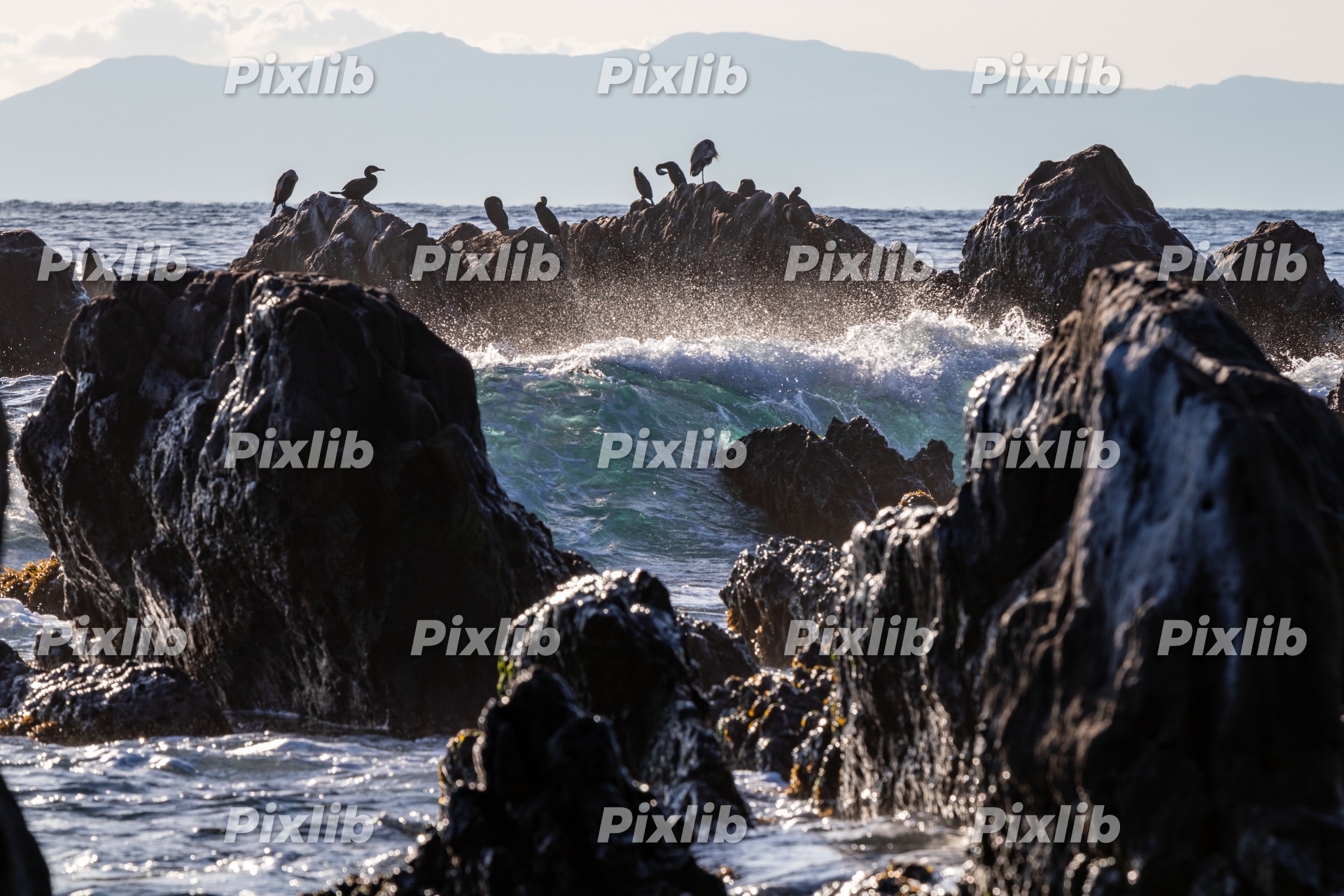 荒波打ち付ける岩場で休む海鳥 根本海岸