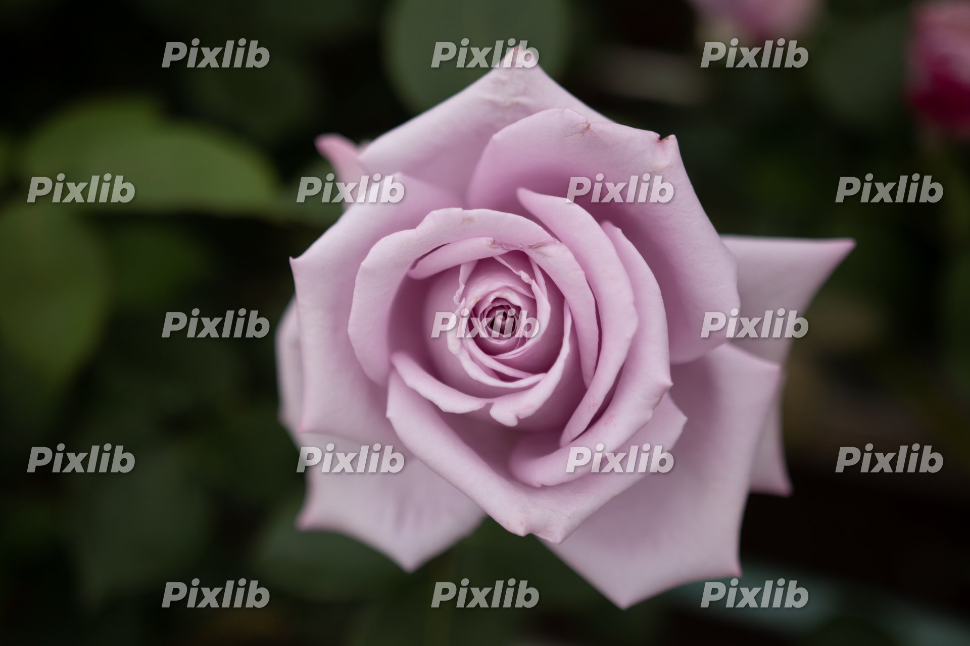 淡い赤紫のバラ 1041 ロイヤリティフリー素材のpixlib