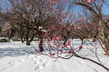 早咲き梅と雪景色